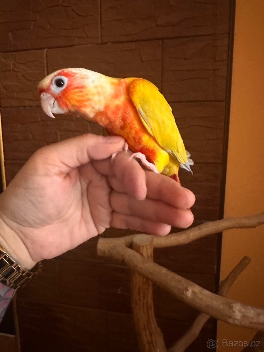 Pyrura zelenolicí Suncheek - 2