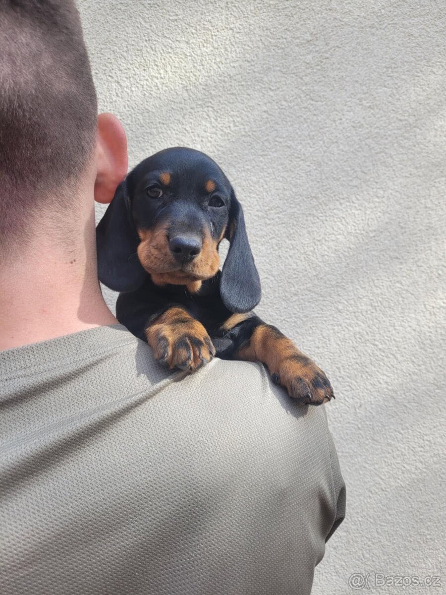 Jezevčík standard hladkosrstý - 2