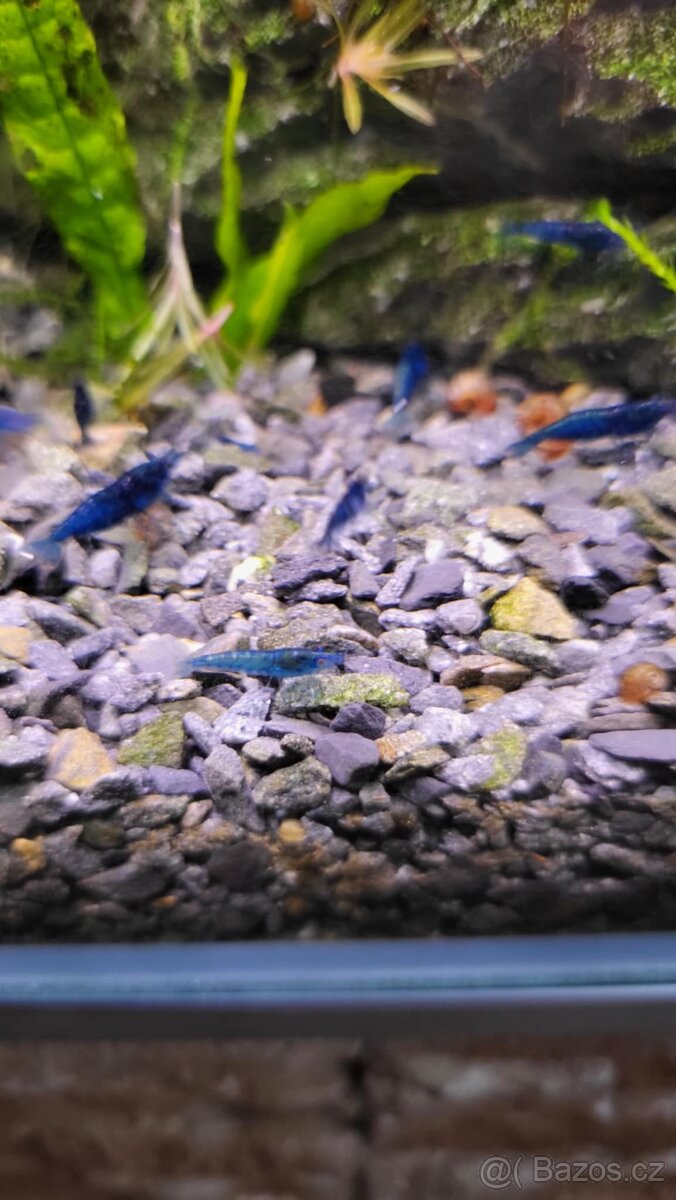 Blue Dream - modré akvarijní sladkovodní krevety - 2