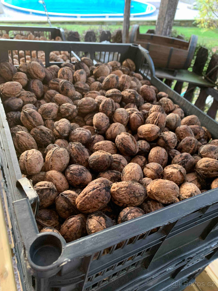 Vlašské ořechy - 2