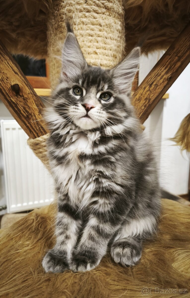 Mainská mývalí koťátka s PP - 2