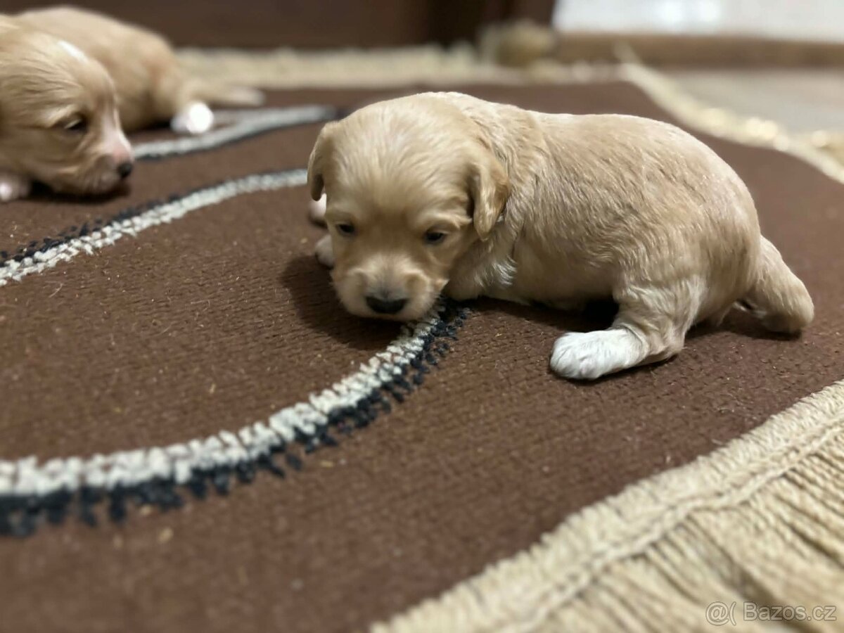 maltipo , maltipoo odber na mikuláša - 2