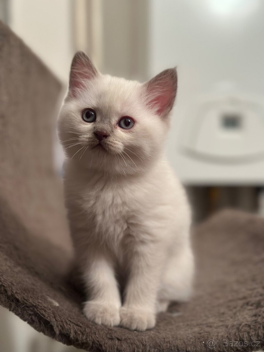 Britská koťátka - 2