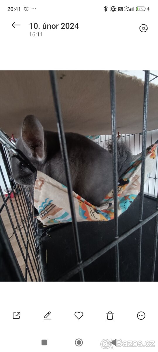 Prodám činčilu - 2