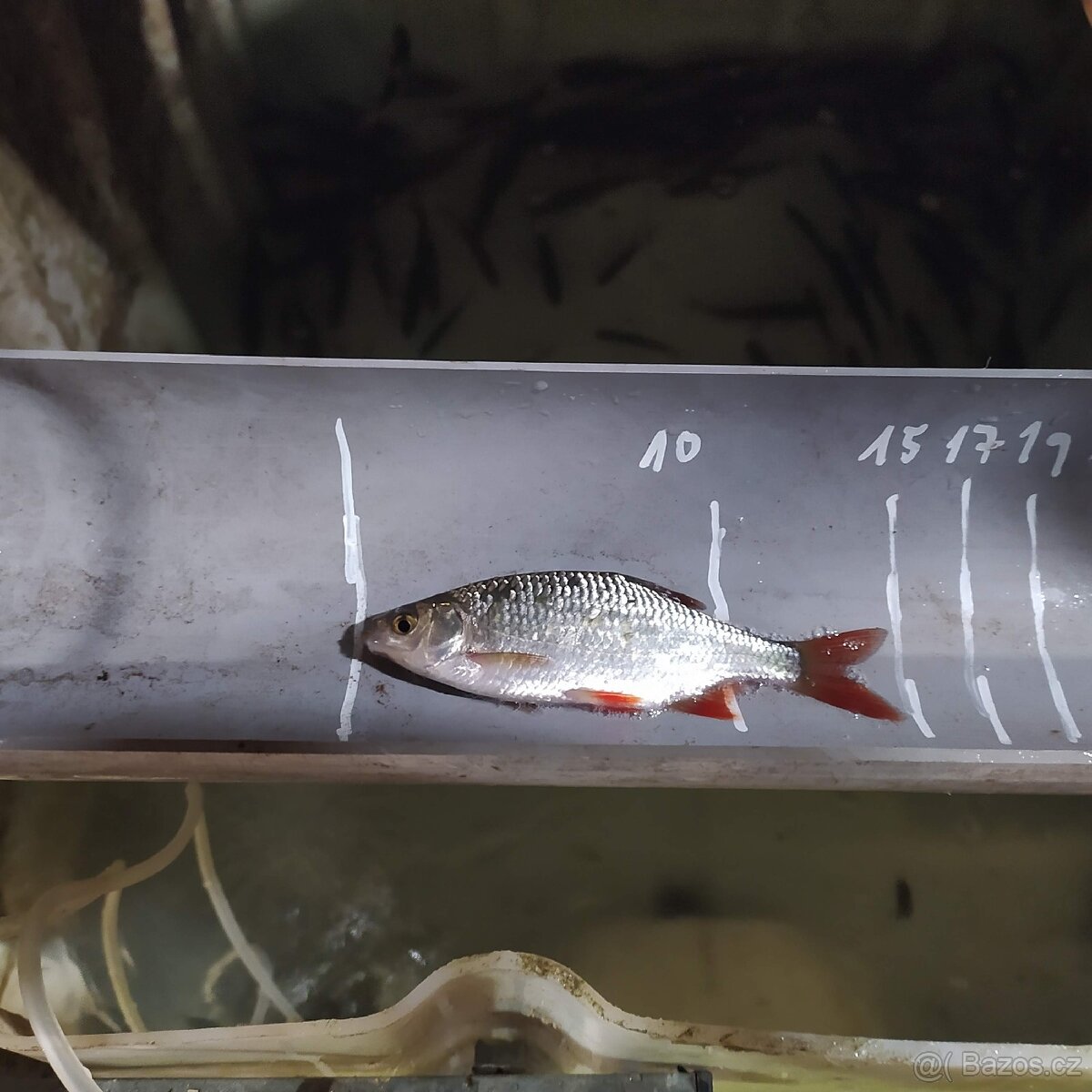 Nástražní rybičky - 2