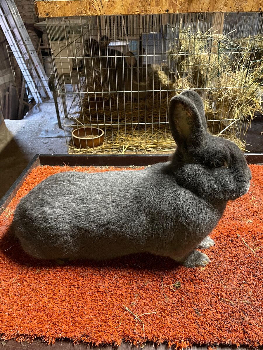 Prodám samici Vídeňskou modrou - 2