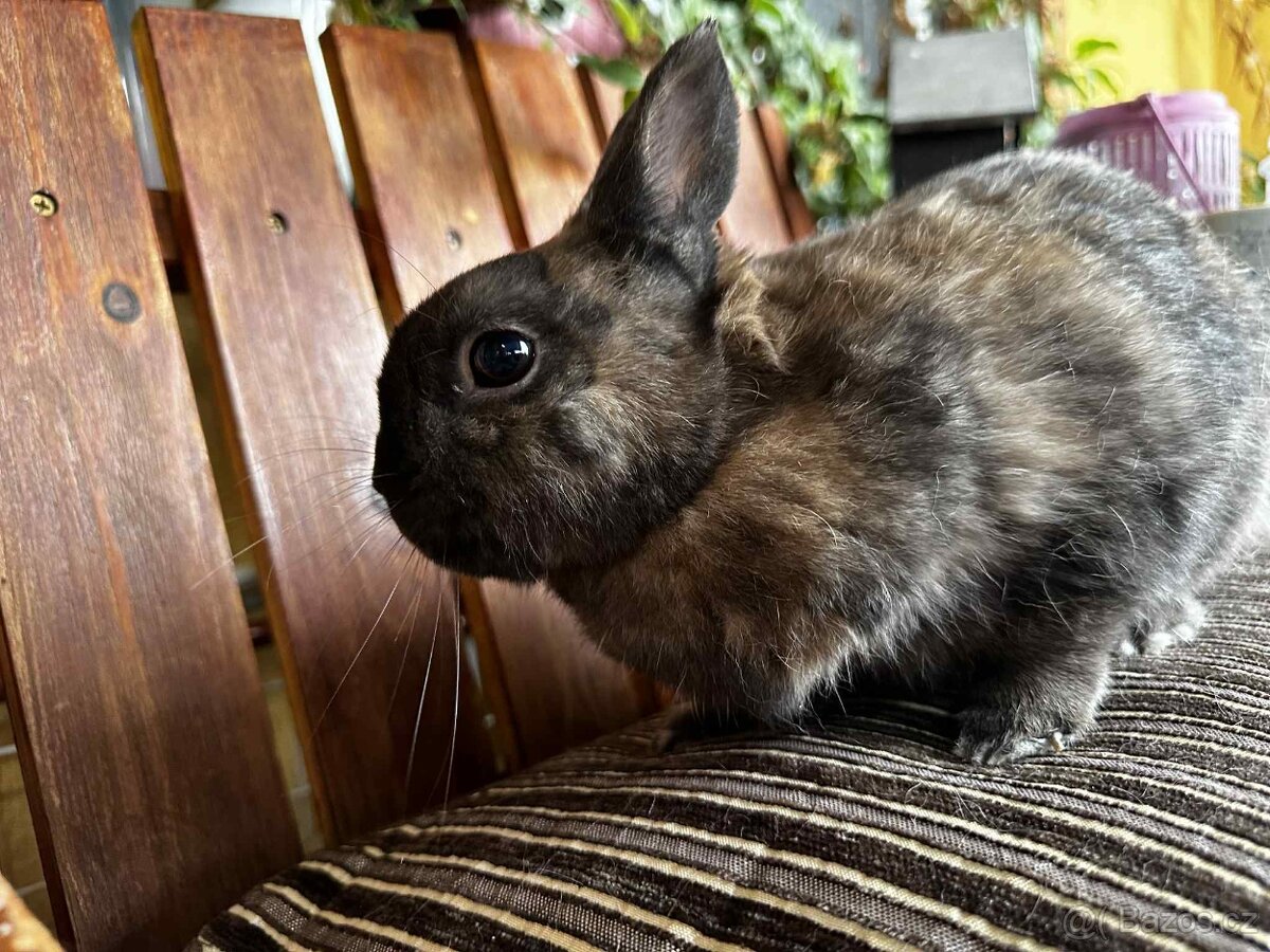Zakrslý králík - 2
