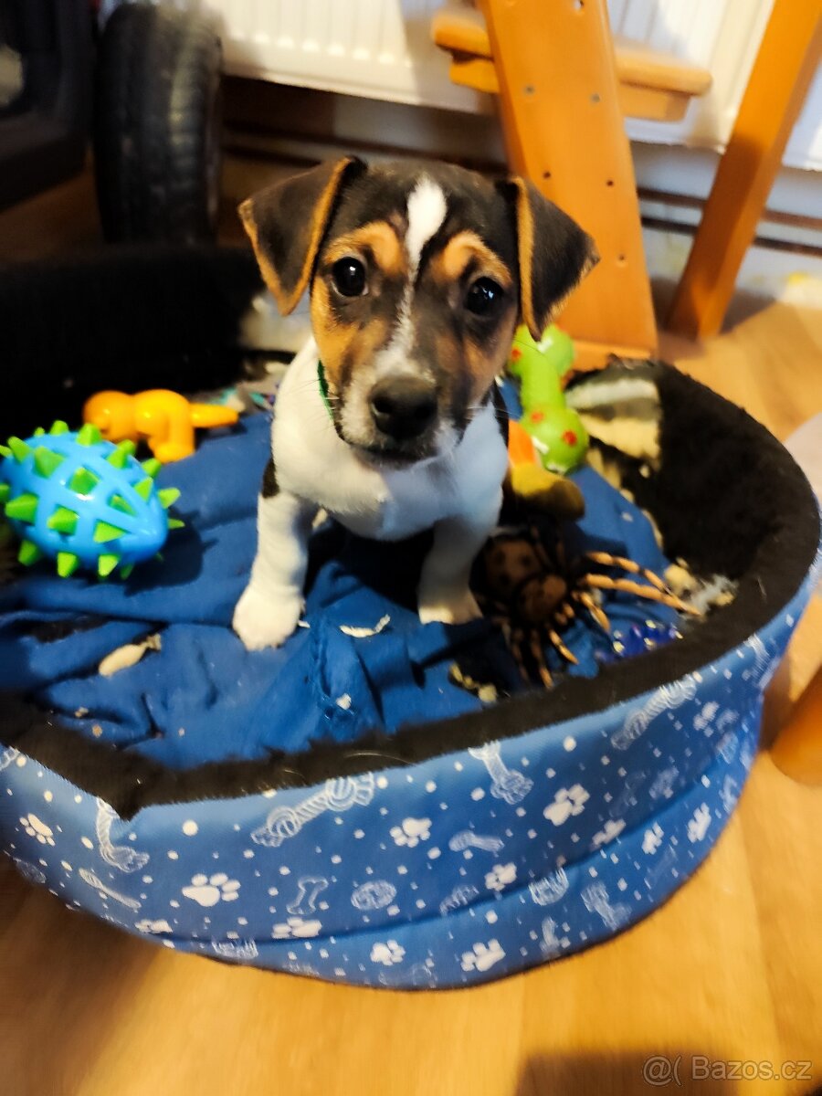 Jack Russell teriér - 2