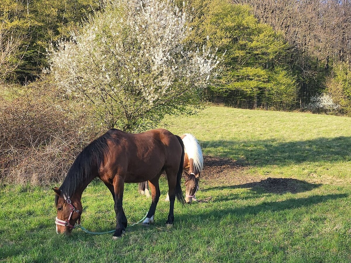 Klisna 17 let kríženec - 2