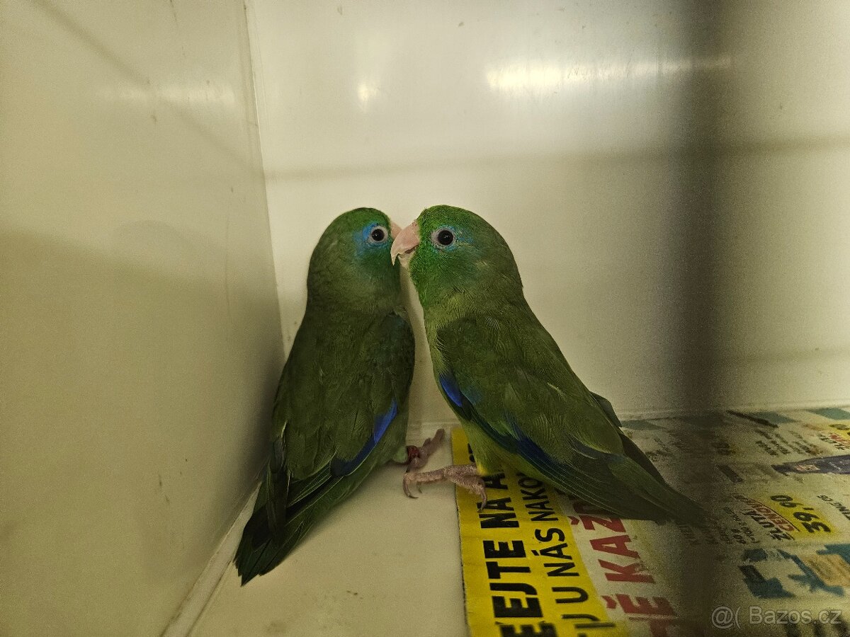 Papoušíček brýlatý - 2