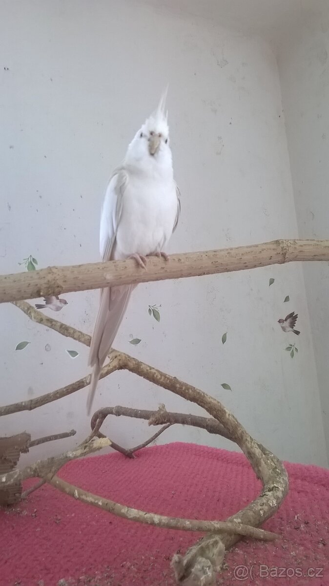 KORELA chovny samec 23 - 2