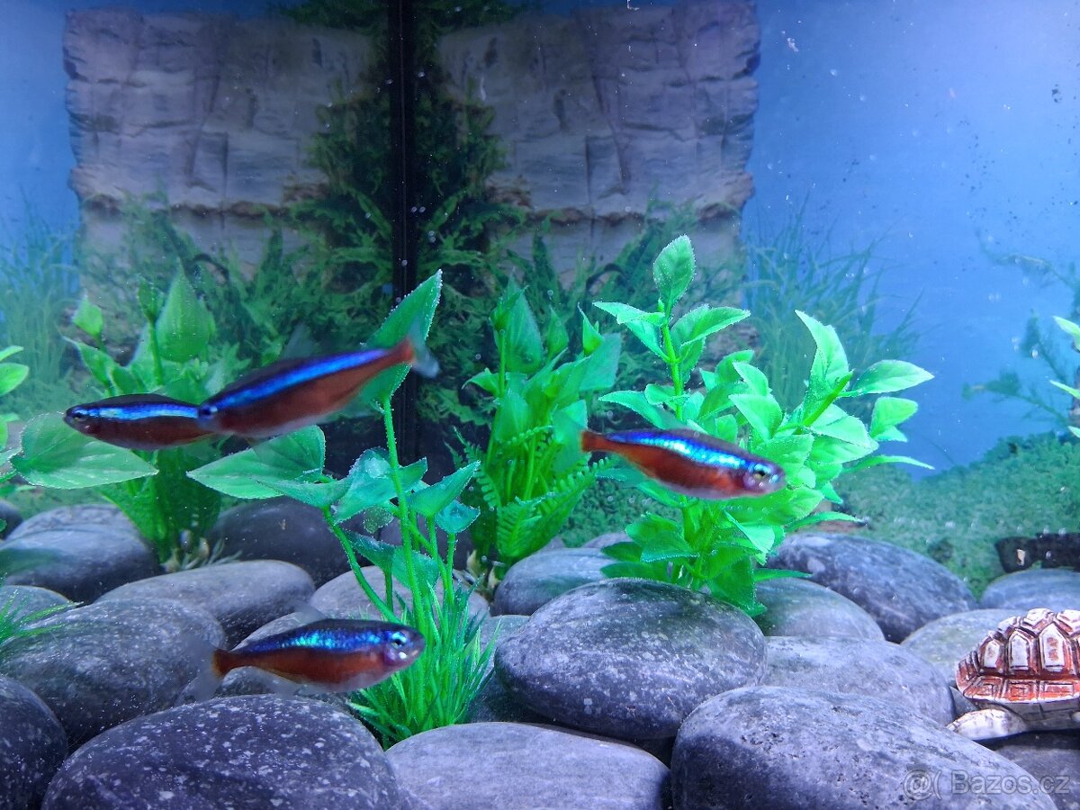 Akvarijní set 53l - 2
