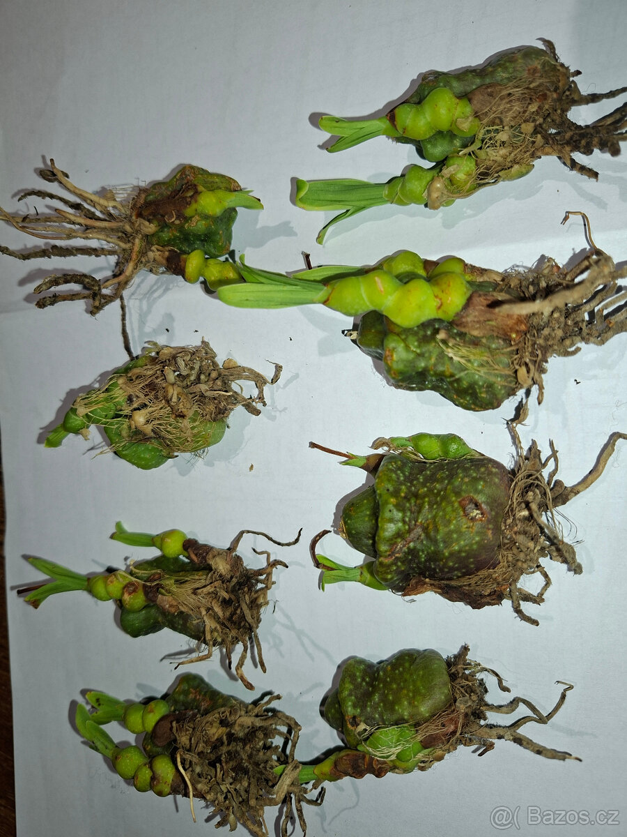 orchidej Pleione maculata - 2