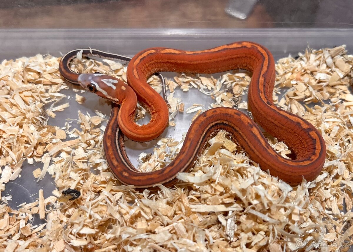 Užovka červená Scaleless - 2