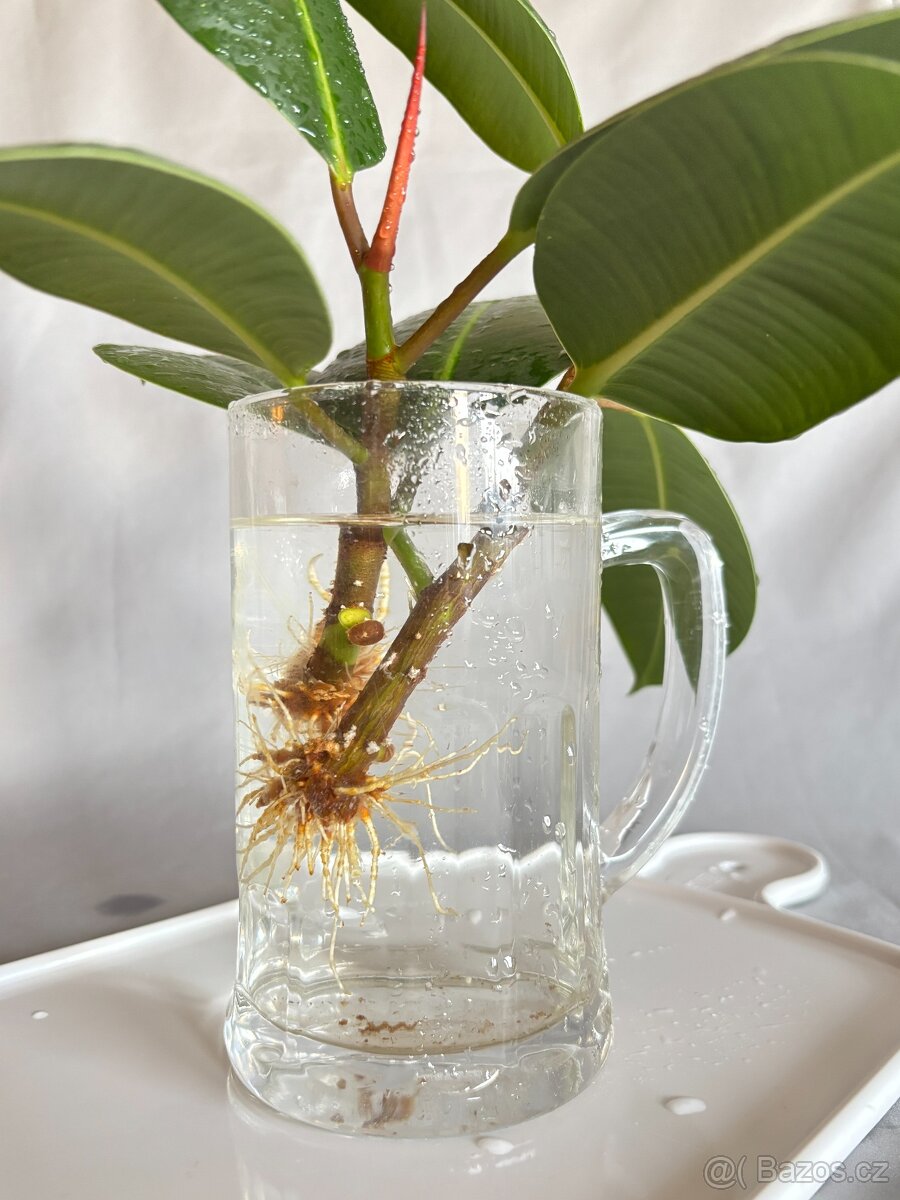 Ficus elastica řízky - 2