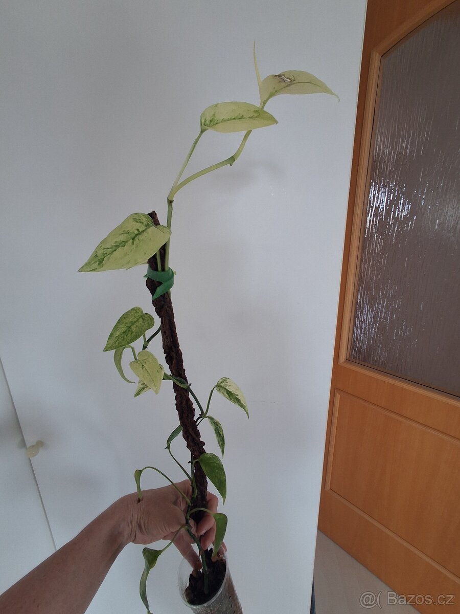 Monstera laniata mint - 2