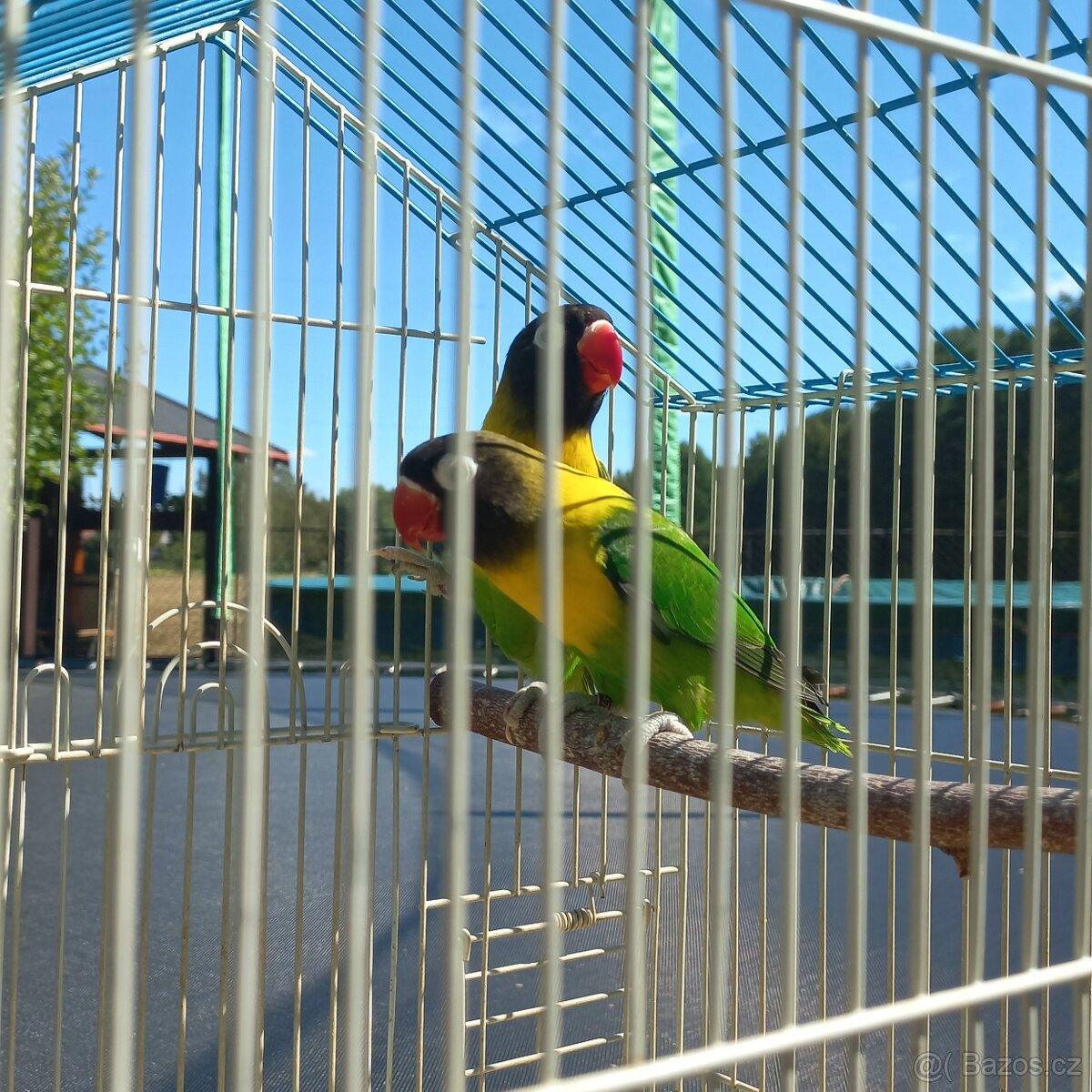 prodám agapornis škraboškový - 2