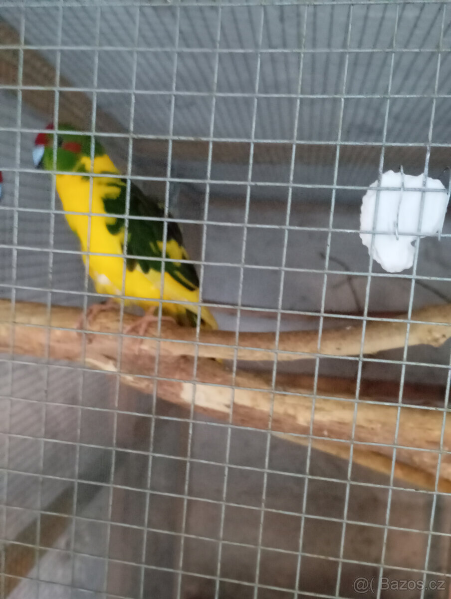 Kakarik - 2
