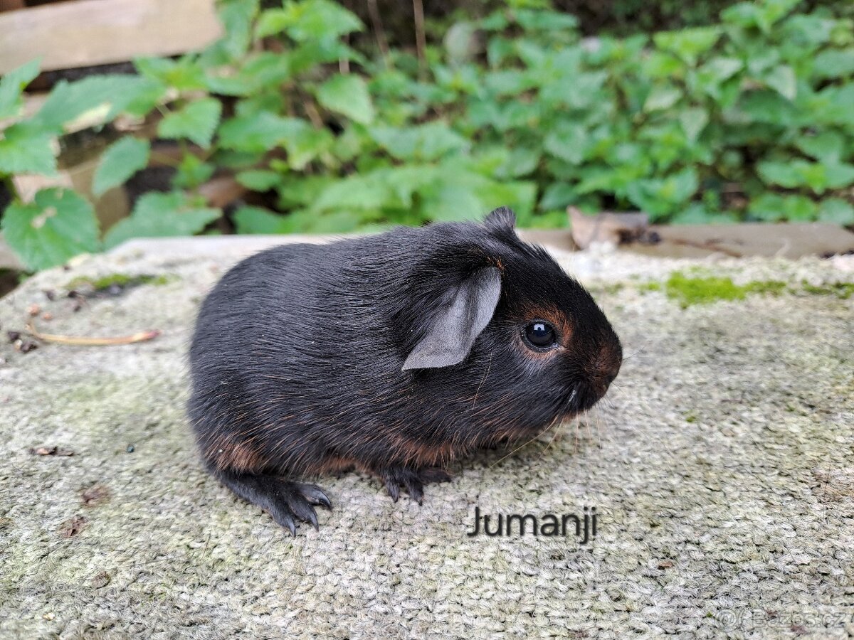 Morčata s PP - kluci - 2