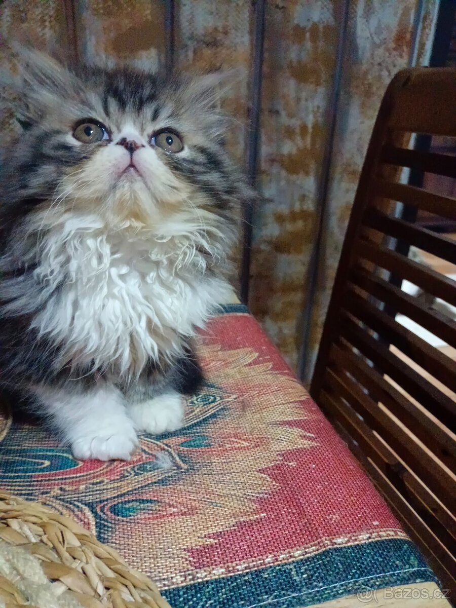 Perské koťátko ,kočička bez PP - 2