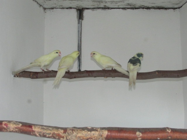 Kakariki rudočelý - 2