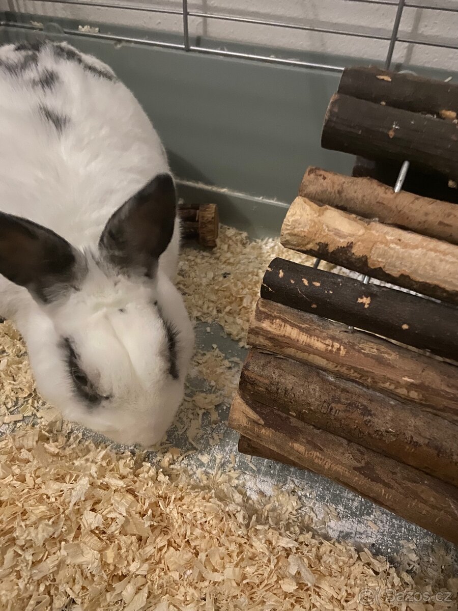Prodám králíka + klec - 2