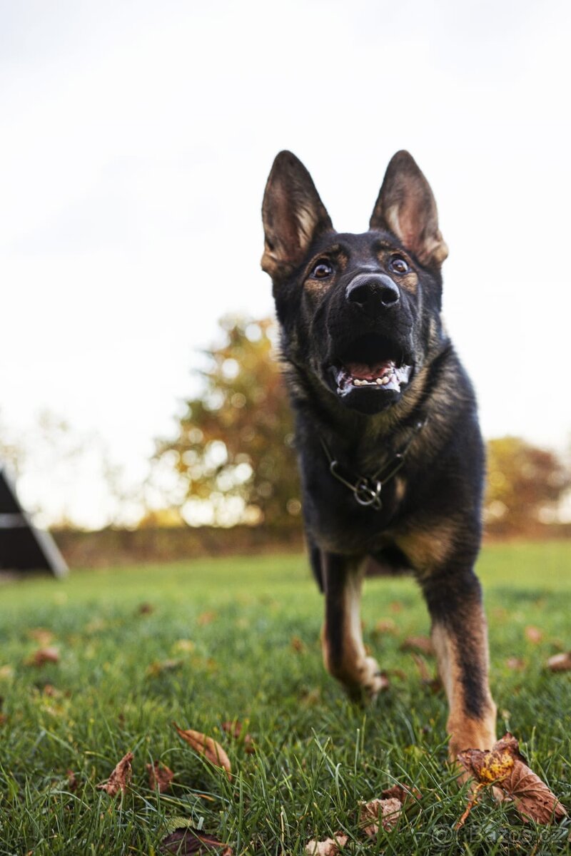 Německý ovčák s PP FCI - 2