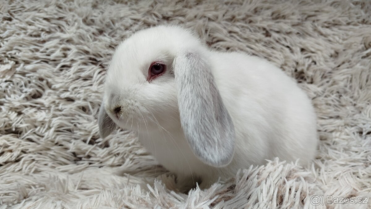 Zakrslý beránek, králíček, králík - MOLLY - 2