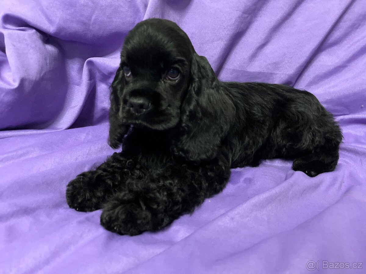 Americký kokršpaněl s PP - 2