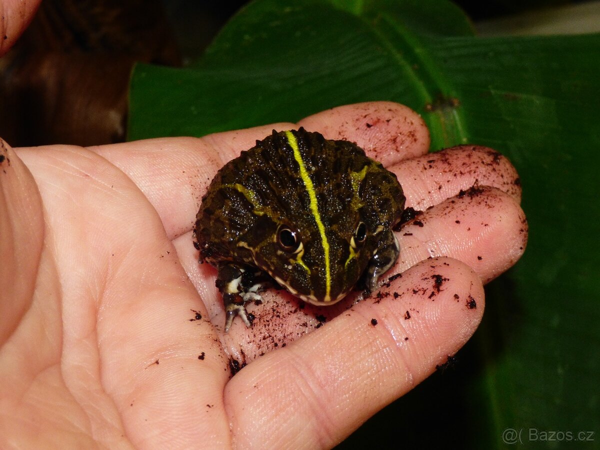 Hrabatka drsná (Pyxicpehalus adspersus) - 2