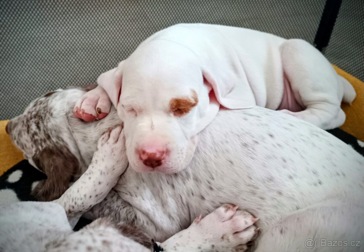 Bourbonský ohař - štěně s PP - 2