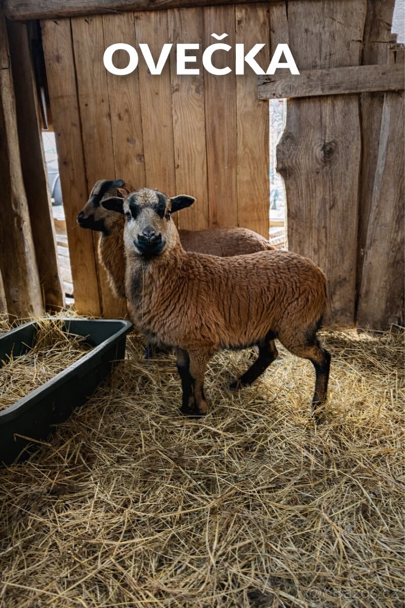 Ovce kamerunské - 2