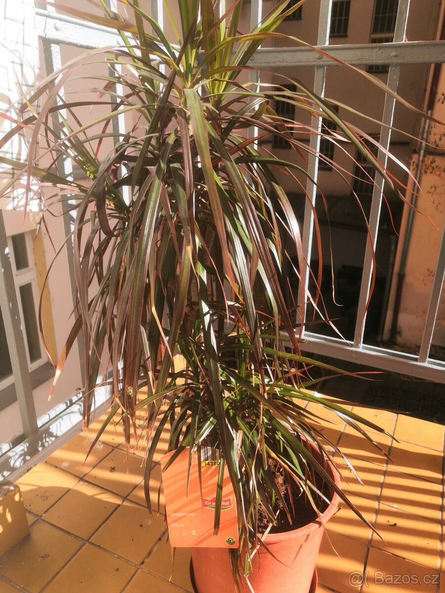 dracena, pokojová - 2