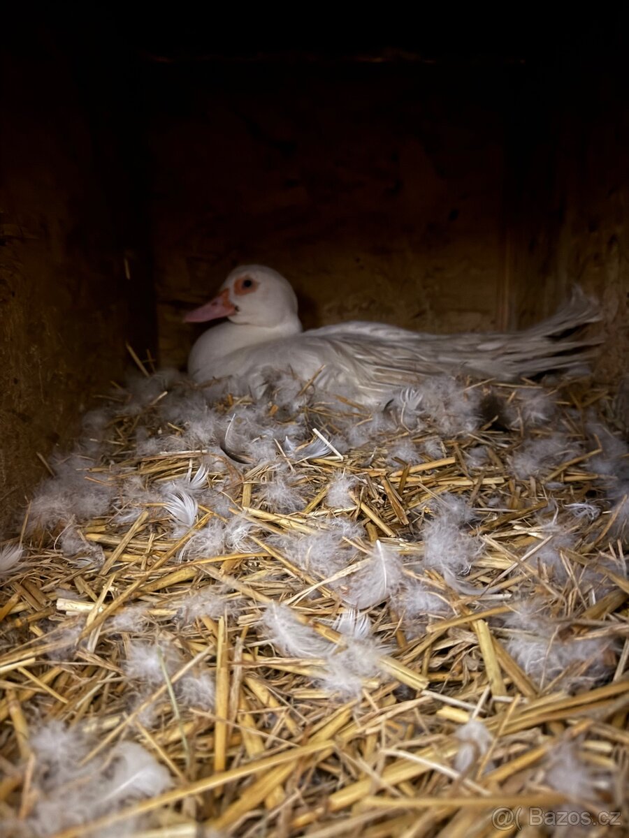 Kachna pižmová - 2