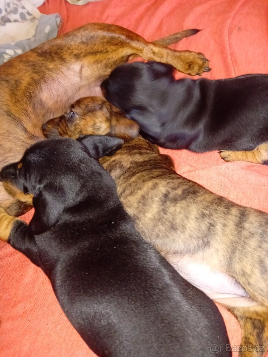 Jezevcik hladkosrstý standard bez PP - 2