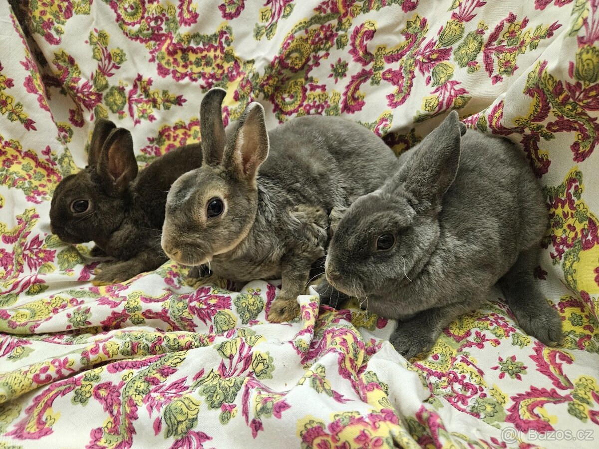 Zakrslý králíček - 2