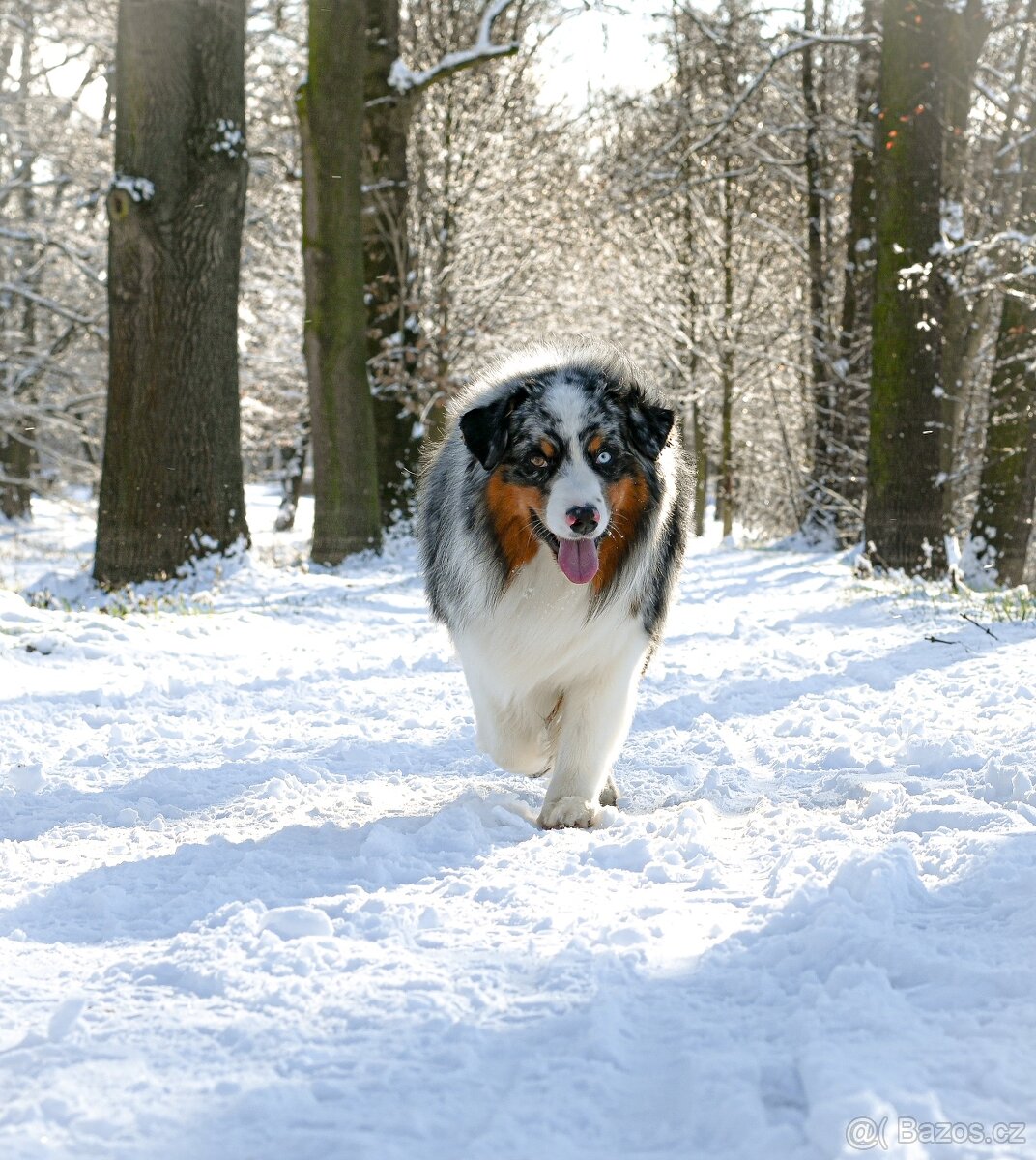 Australský ovčák - krycí pes - 2