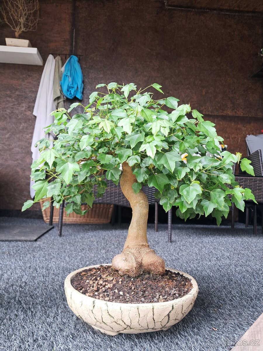 Bonsaj,bonsai - 2