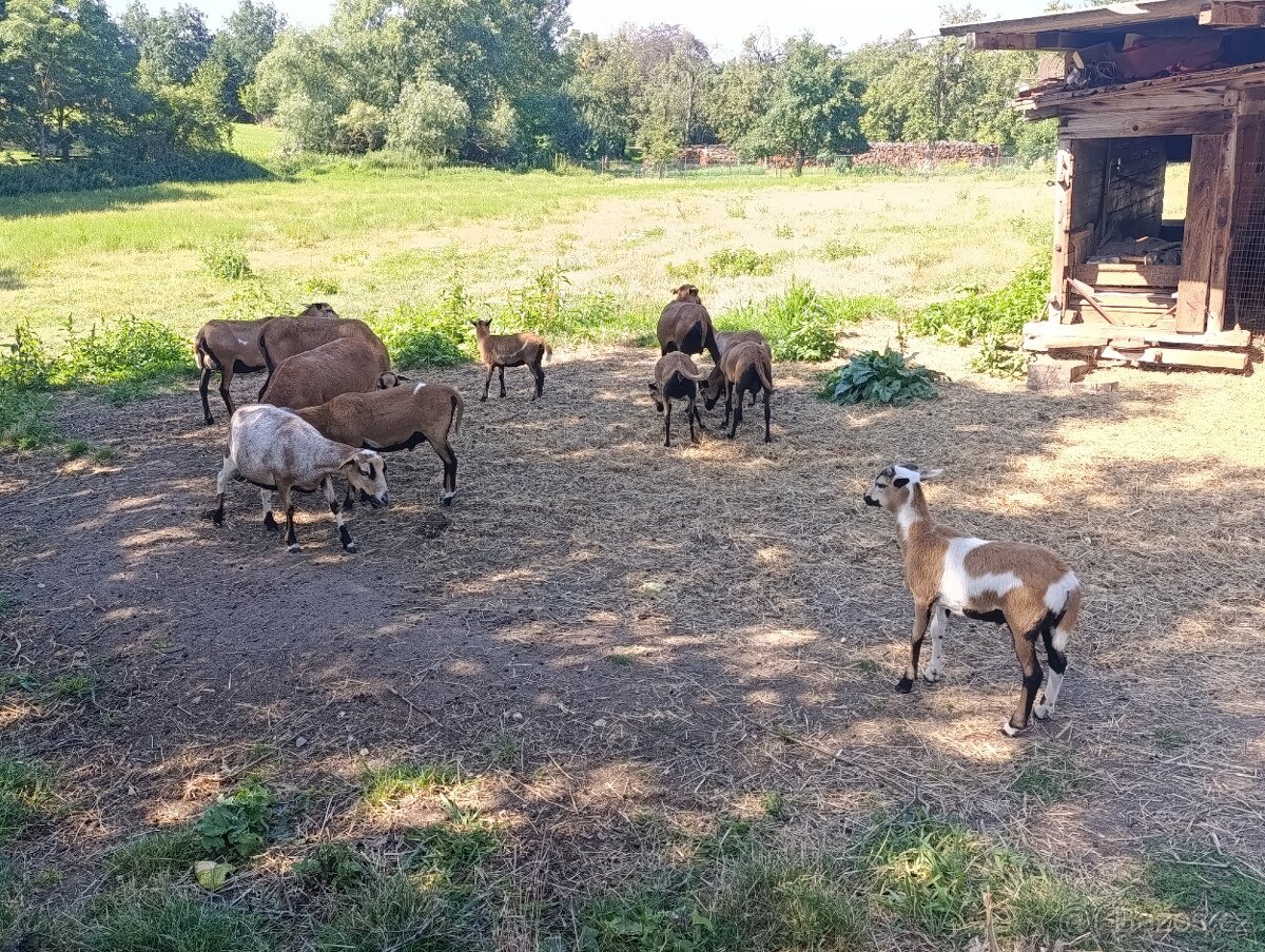 Jehňata ovce kamerunská - 2