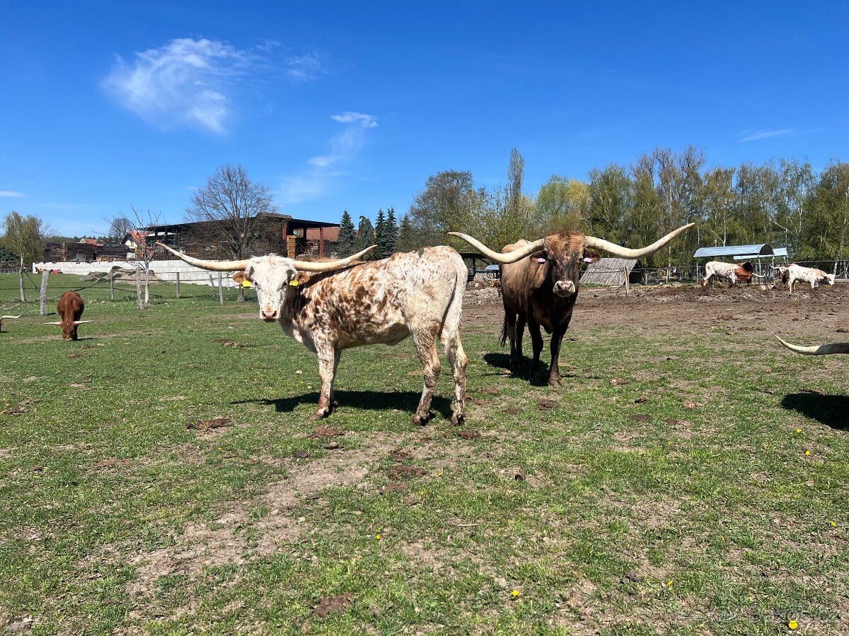 Jalovice Texas longhorn - 2