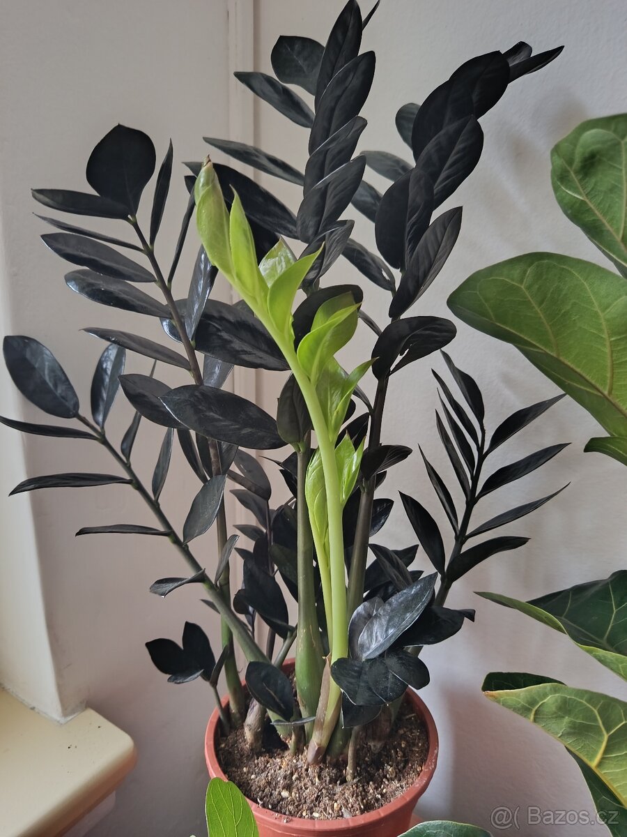 Zamioculcas Black Raven - 2