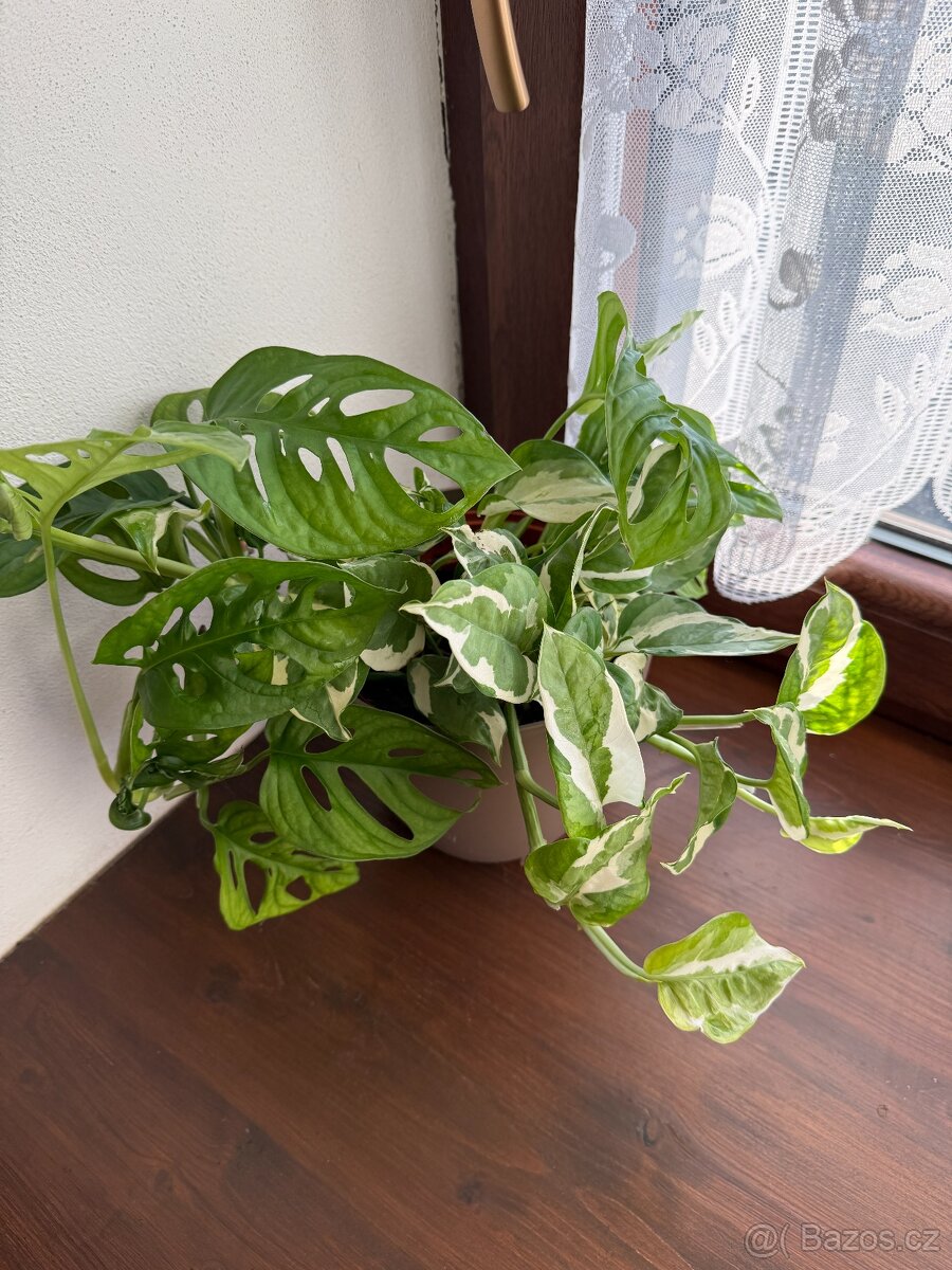 monstera adansonii - monkey a šplhavnice zlatá - 2
