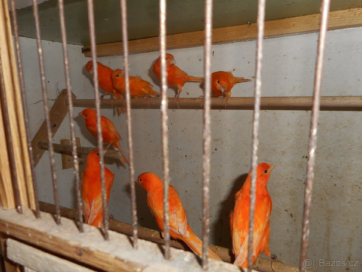 Kanár červený - 2
