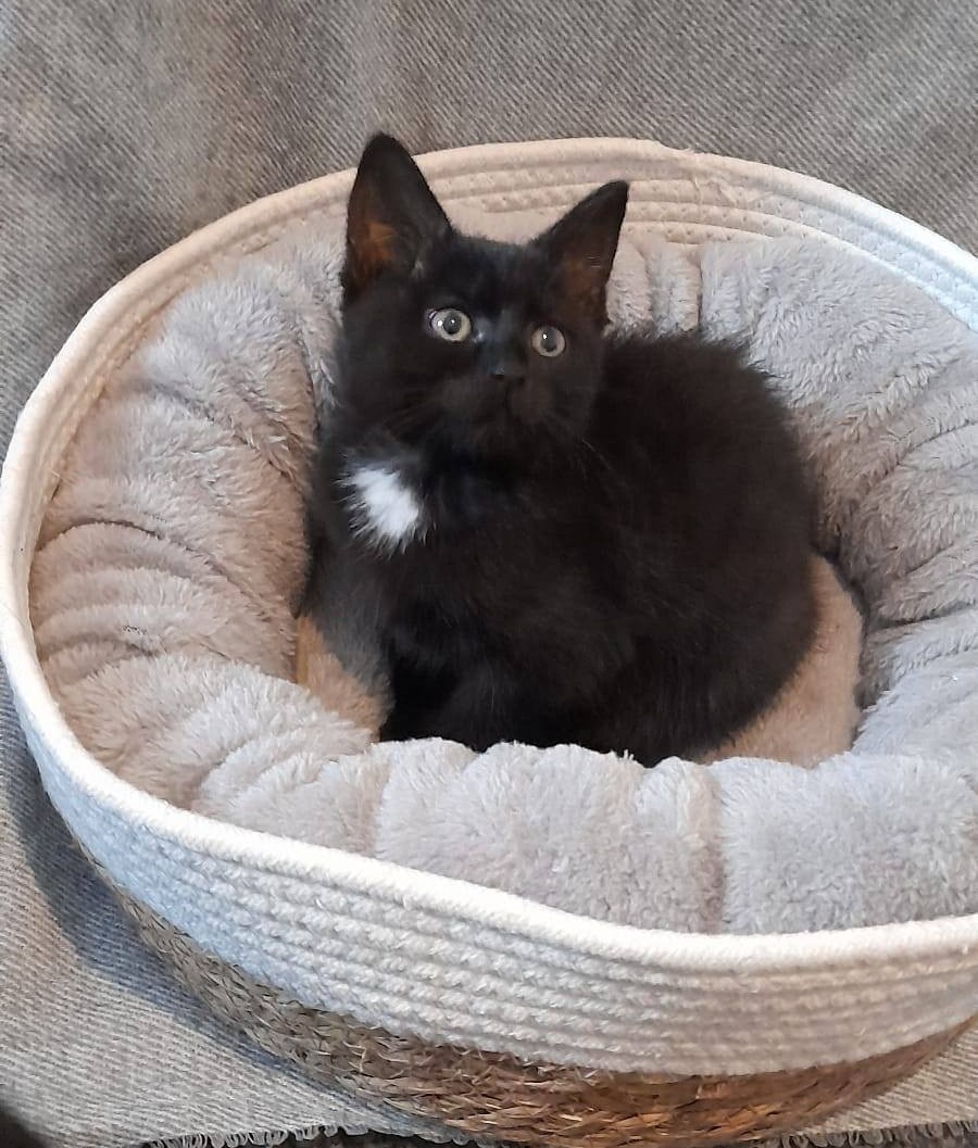 🐾 Dvě černá koťátka - Princ a Pixie - 2