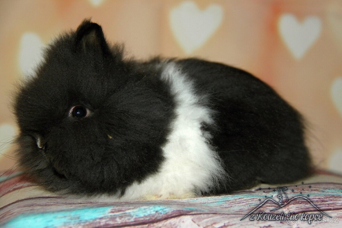 Zakrslý králíček Teddy s VP/sameček BACO_ doprava po ČR - 2