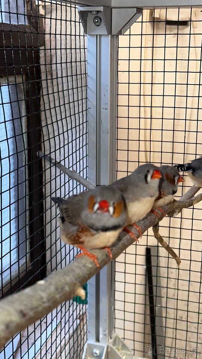 Zebřička Pestrá - 2