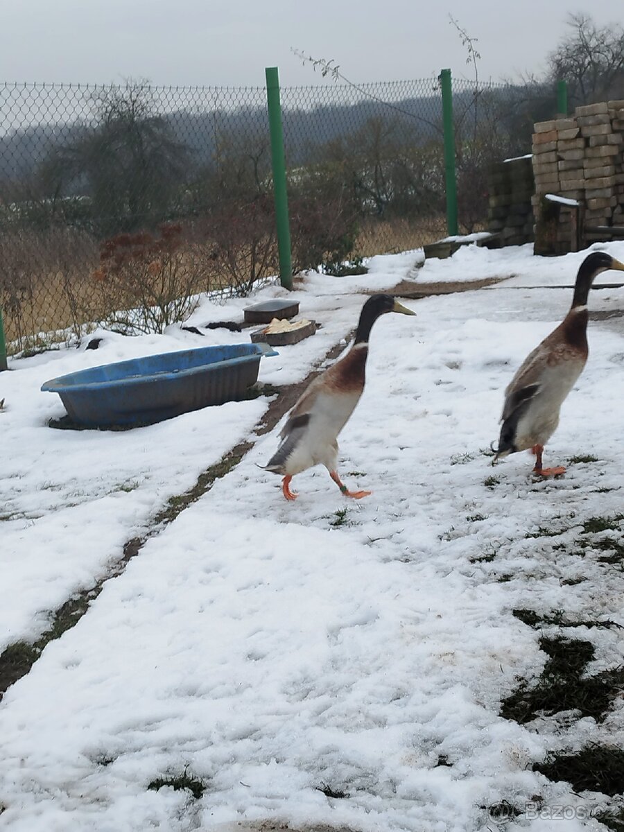 Indický běžec - 2