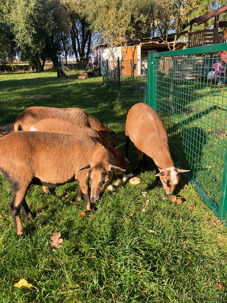 Kamerunské ovečky - 2