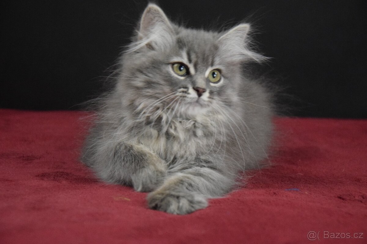 Sibiřské kotě s PP - 2