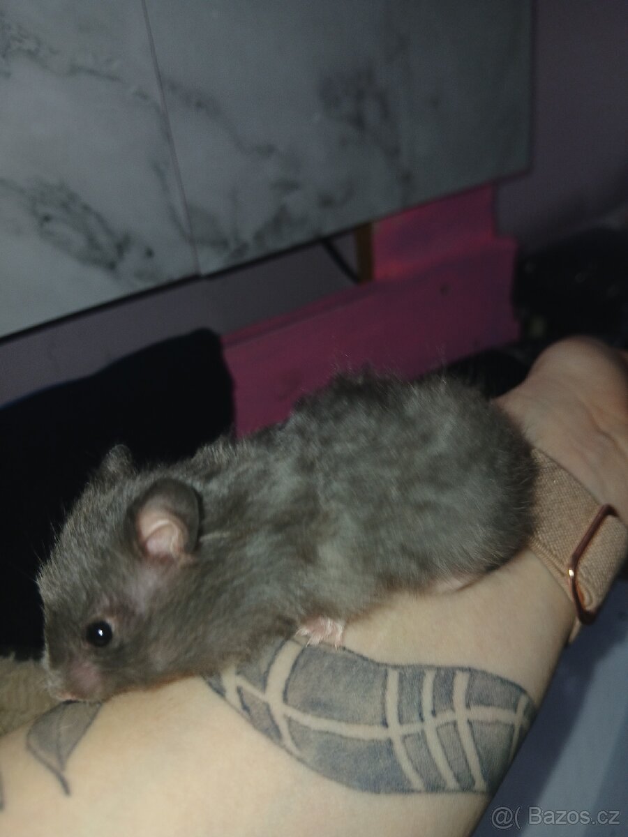 Křeček syrsky samička - 2